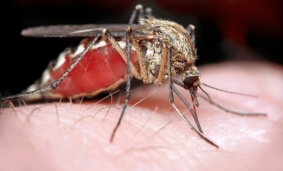 mosquito portador de parásitos subcutáneos humanos